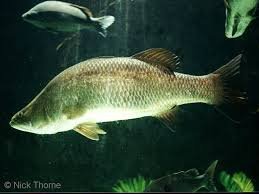 Barramundi Fish